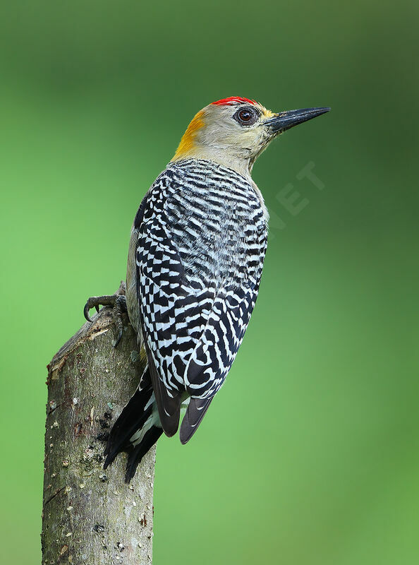 Hoffmann's Woodpecker male adult breeding, identification