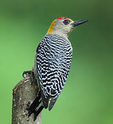 Hoffmann's Woodpecker