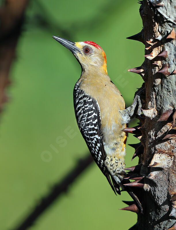 Hoffmann's Woodpecker male adult breeding