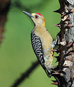 Hoffmann's Woodpecker