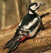 Great Spotted Woodpecker