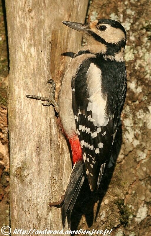 Great Spotted Woodpecker female adult post breeding