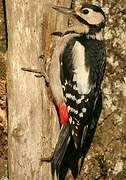 Great Spotted Woodpecker