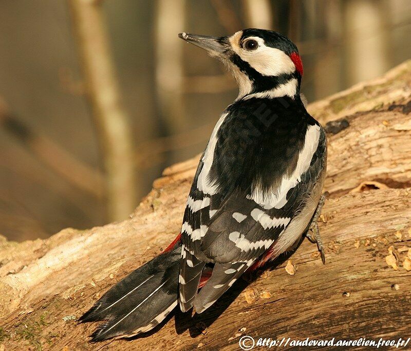 Great Spotted Woodpecker