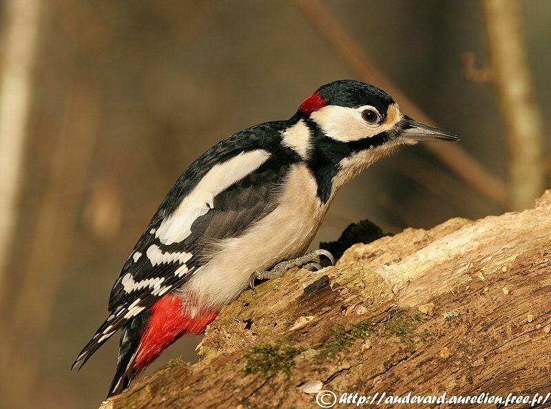 Great Spotted Woodpecker male adult, identification