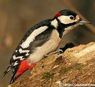 Great Spotted Woodpecker