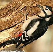 Great Spotted Woodpecker