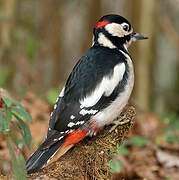 Great Spotted Woodpecker