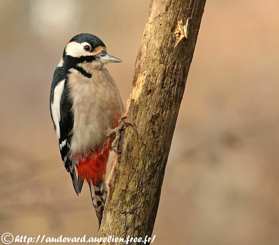 Great Spotted Woodpecker