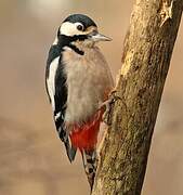 Great Spotted Woodpecker