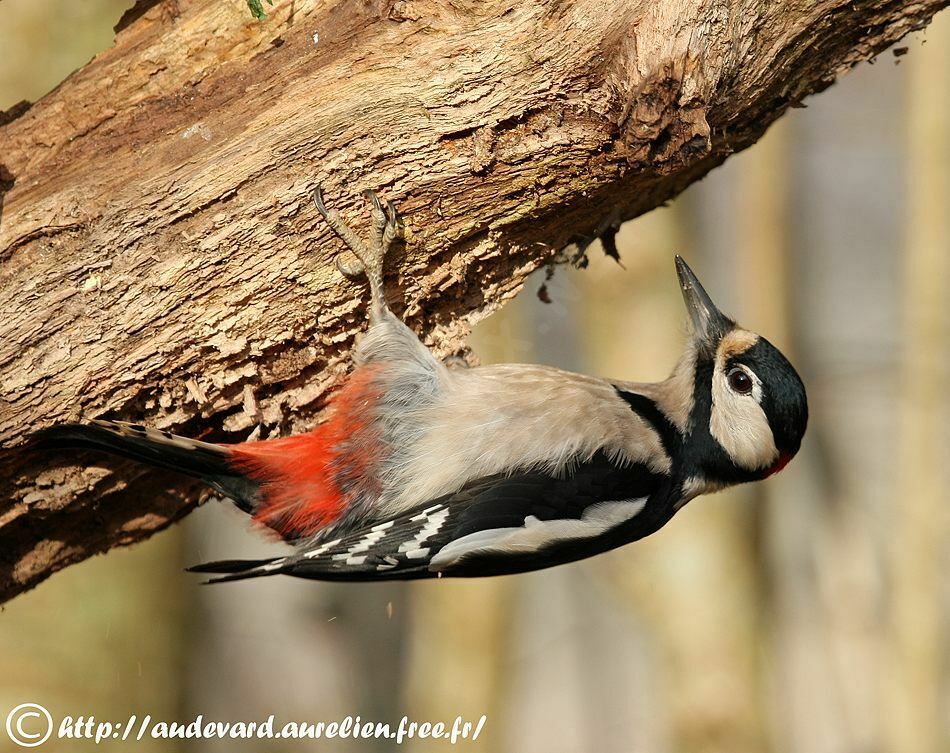 Great Spotted Woodpecker