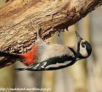 Great Spotted Woodpecker