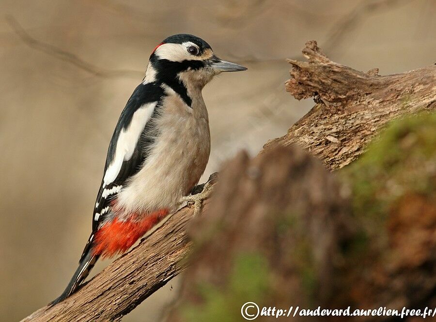 Great Spotted Woodpecker male adult