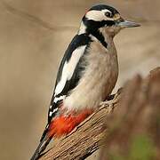 Great Spotted Woodpecker