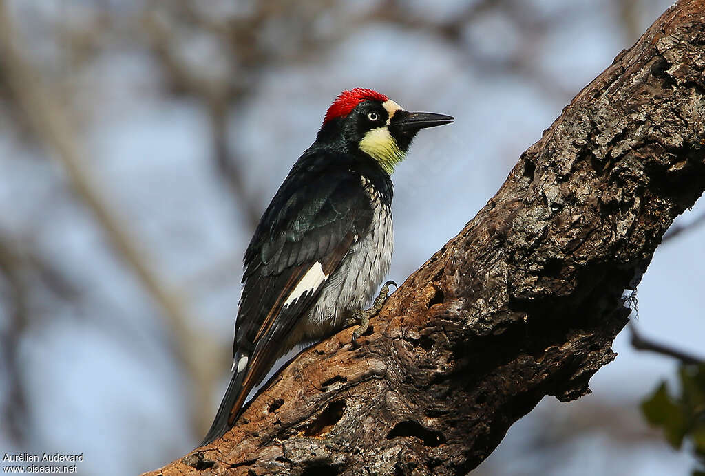 Acorn Woodpecker male adult, identification