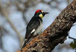 Acorn Woodpecker