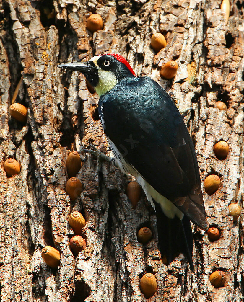 Acorn Woodpecker