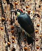 Acorn Woodpecker