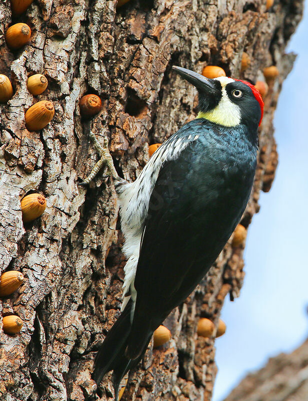 Acorn Woodpeckeradult, identification