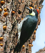 Acorn Woodpecker