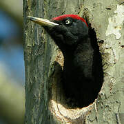 Black Woodpecker