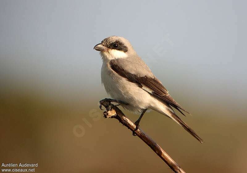 Lesser Grey ShrikeSecond year, identification