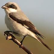 Lesser Grey Shrike