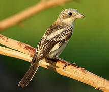 Woodchat Shrike