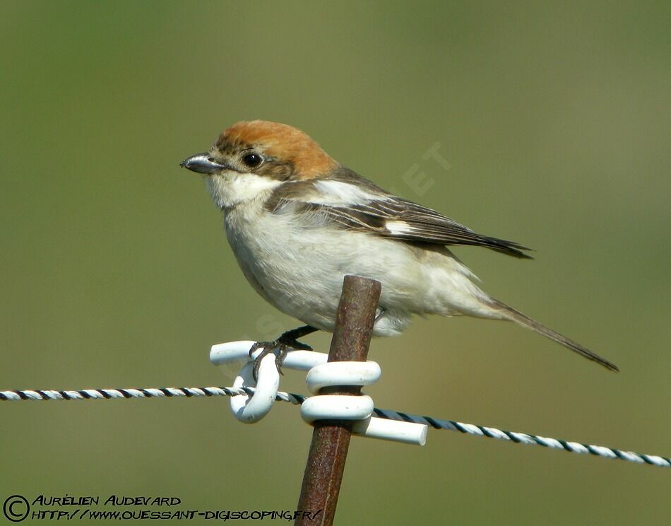 Woodchat Shrike, identification