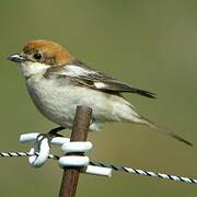 Woodchat Shrike