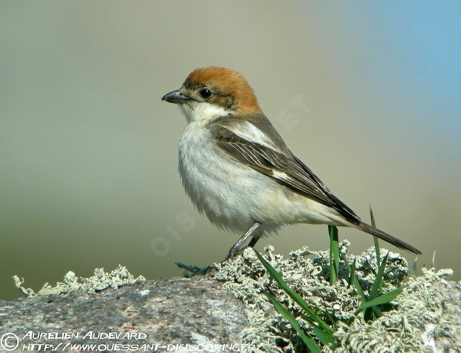 Pie-grièche à tête rousse, identification