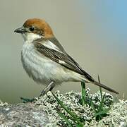 Woodchat Shrike