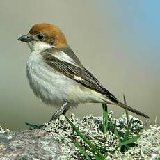 Pie-grièche à tête rousse