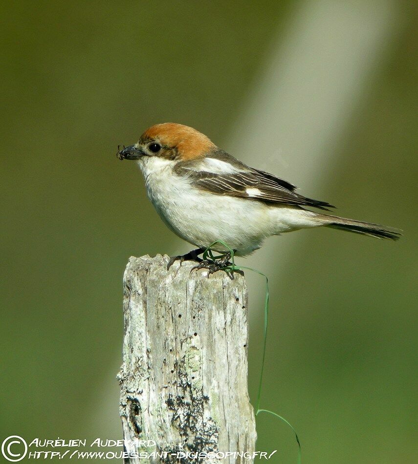 Pie-grièche à tête rousse, identification