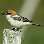 Woodchat Shrike