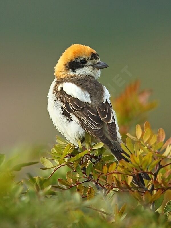 Woodchat Shrike female adult