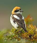 Woodchat Shrike