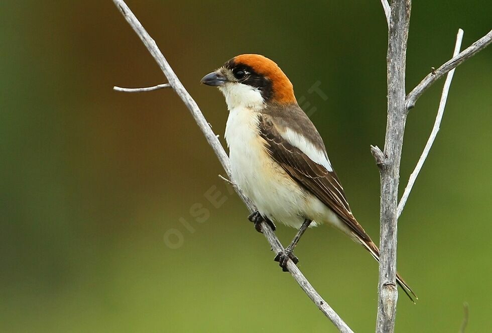 Pie-grièche à tête rousse femelle adulte nuptial