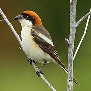 Woodchat Shrike