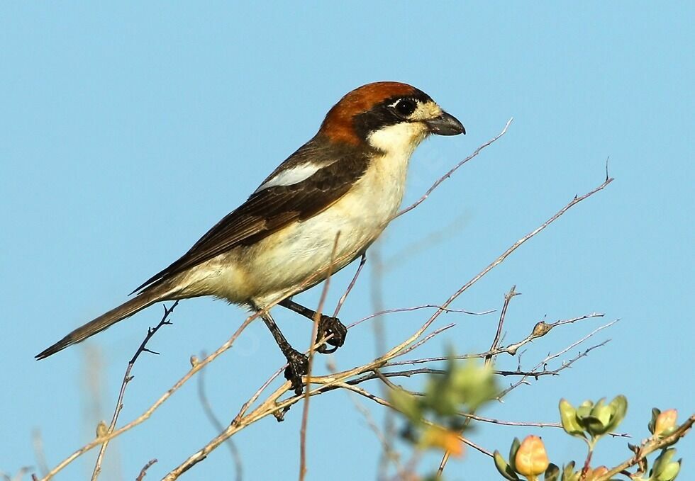 Pie-grièche à tête rousse mâle adulte