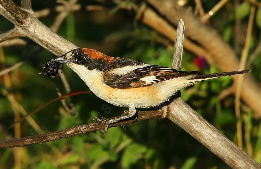 Woodchat Shrike male Second year, feeding habits