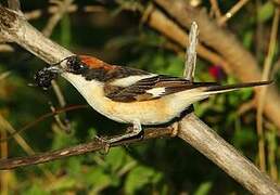 Woodchat Shrike