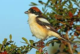 Woodchat Shrike