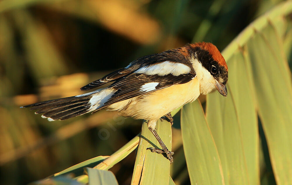 Pie-grièche à tête rousse mâle adulte, identification, Comportement