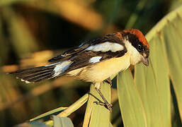 Woodchat Shrike