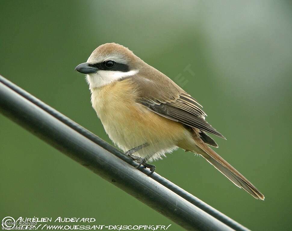 Brown Shrike male adult post breeding, identification