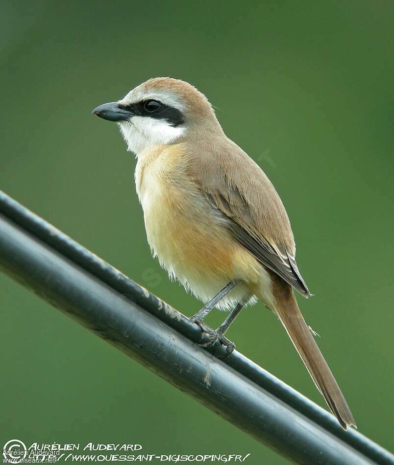 Brown Shrike male adult, close-up portrait