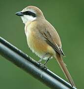 Brown Shrike