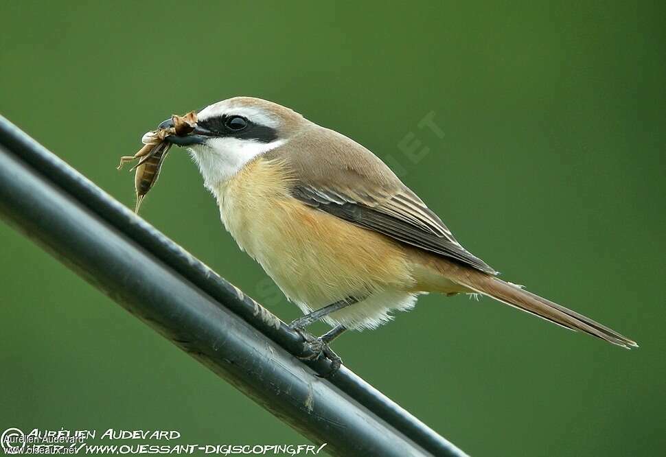 Brown Shrike male adult breeding, feeding habits, Behaviour