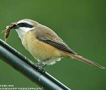 Brown Shrike